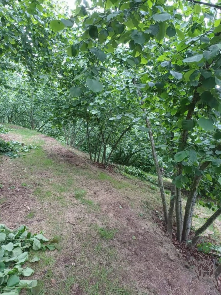 HENDEK'de SATILIK 5 DÖNÜM FINDIKLIK,SON FİYAT,SON FIRSAT... 6.500.000 TL